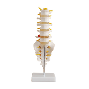 Life-Size Lumbar Vertebrae With tail Vertebrae mode